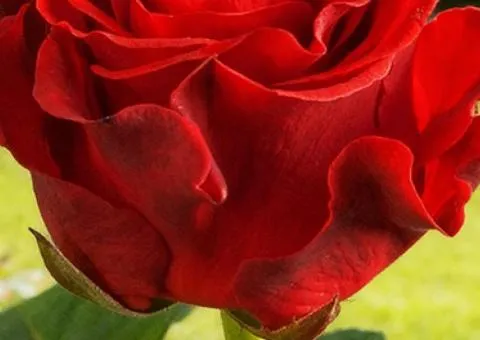 Rose black-root El Toro class AA, Seedlings, 6 pcs.