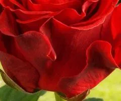 Rose black-root El Toro class AA, Seedlings, 6 pcs.