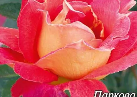 Park rose Pavine oko class AA, Seedlings, 6 pcs.