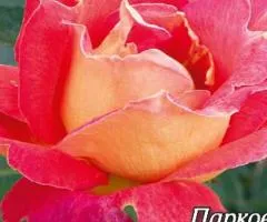 Park rose Pavine oko class AA, Seedlings, 6 pcs.