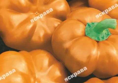 Pepper Ratunda Gold 0.3 g, Vegetable Seeds, 20 pcs