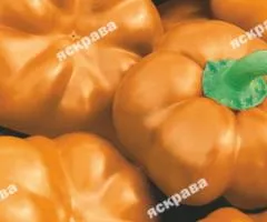Перец Ратунда Золотая 0.3 г, Семена овощей, 20 шт.