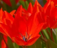 Tulip Botanical Linifolia 5/+, Bulbs and corms, 50 pcs