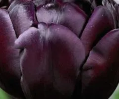 Tulip Double Black Hero 10/11, Bulbs and Onions, 30 pcs.
