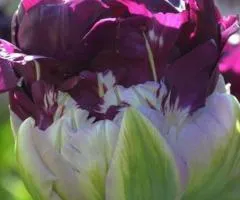Tulip Double Peony-like Wow Blue 10/11, Bulbs and Bulbous Plants, 20 pcs