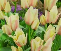 Tulip Greigii Fur Elise 10/11, Bulbs and Tubers, 30 pcs.