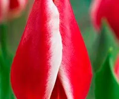 Tulip Giant Nashville 10/11, Bulbs and Corms, 30 pcs.