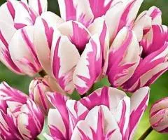 Tulip Multiflowering Frisby 11/12, Bulbs and Corms, 20 pcs
