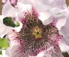 Petunia frilled Alba F1 10 seeds in shell, Seeds, 10 pcs