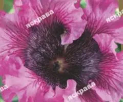 Petunia fringed Rosea F1 10 seeds in pellicle, Seeds, 10 pcs