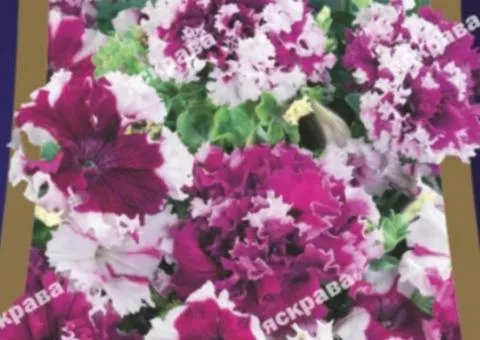 Petunia fringed Chernihiv Triumph F1 10 seeds in coating, Seeds, 10 pcs
