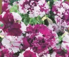 Petunia fringed Chernihiv Triumph F1 10 seeds in coating, Seeds, 10 pcs