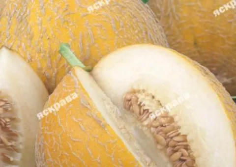 Melon Medok 20 g, Vegetable seeds, 10 pcs.