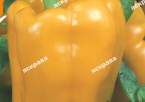 Перец Калифорнийское чудо жёлтый 3 г, Семена овощей, 10 шт.