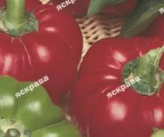 Перец Ратунда 3 г, Семена овощей, 10 шт.