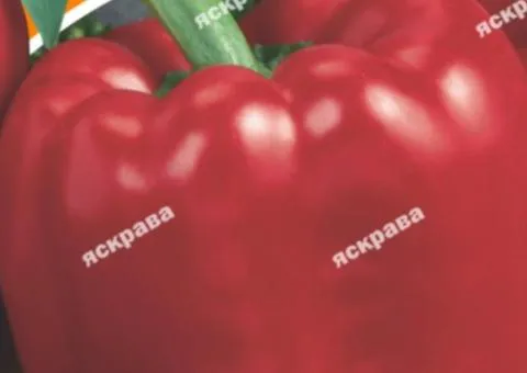 Перец красный толстостенный 3 г, Семена овощей, 10 шт.