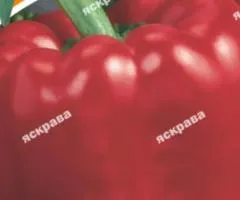 Перец красный толстостенный 3 г, Семена овощей, 10 шт.