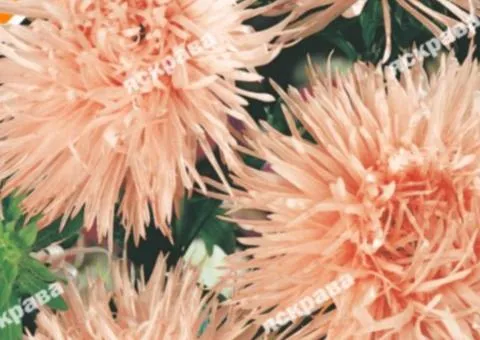 Aster pinnatifida 'Claren' 0.3 g, Flower seeds, 20 pcs.