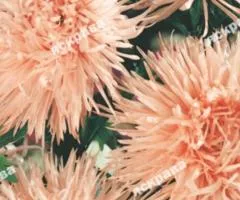 Aster pinnatifida 'Claren' 0.3 g, Flower seeds, 20 pcs.