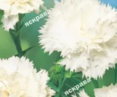 Carnation Chaba White 0.1 g, Flower Seeds, 20 pcs.