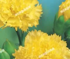 Carnation Shabo Yellow 0.1 g, Flower Seeds, 20 pcs