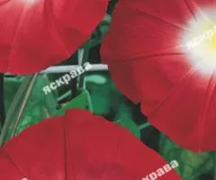 Ipomoea Red 1 g, Flower Seeds, 20 pcs