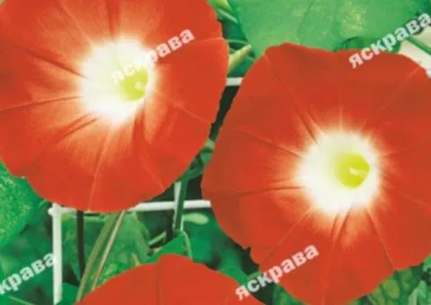 Іпомея трикольорова Помаранчева 0.5 г, Насіння квітів, 20 шт.