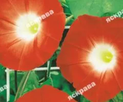 Ipomoea tricolor Orange 0.5 g, Flower seeds, 20 pcs