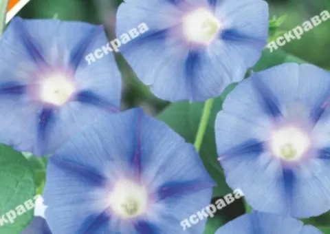 Ipomoea tricolor Blue Star 1.0 g, Flower Seeds, 20 pcs