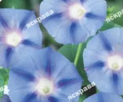 Ipomoea tricolor Blue Star 1.0 g, Flower Seeds, 20 pcs