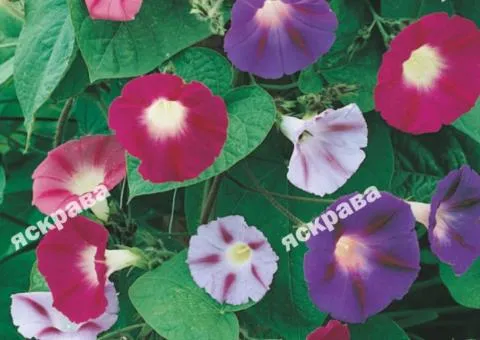 Ipomoea tricolor mix 1.0 g, Flower seeds, 20 pcs.