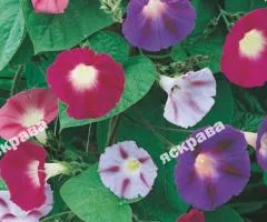 Ipomoea tricolor mix 1.0 g, Flower seeds, 20 pcs.