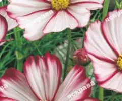 Cosmea Sensation Picotee 0.25 g, Flower Seeds, 20 pcs