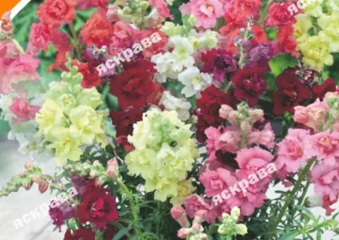 Snapdragon (Antirrhinum) low mix 0.2 g, Flower seeds, 20 pcs.