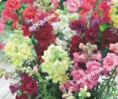 Snapdragon (Antirrhinum) low mix 0.2 g, Flower seeds, 20 pcs.