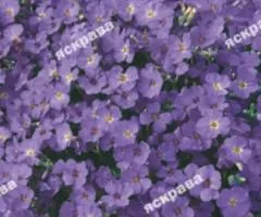 Aubrieta Blue Cascade 0.1 g, Flower Seeds, 20 pcs.