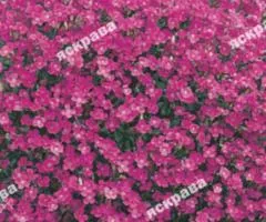 Aubrieta Red Cascade 0.1 g, Flower Seeds, 20 pcs.