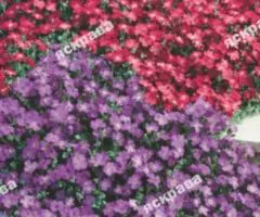 Aubrieta Cascade Mix 0.1 g, Flower Seeds, 20 pcs