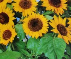 Decorative Sunflower 'Sunspot' dwarf 2 g, Flower seeds, 20 pcs