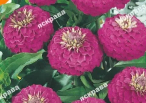 Zinnia Lilliput Pink 0.5 g, Flower Seeds, 20 pcs