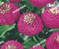 Zinnia Lilliput Pink 0.5 g, Flower Seeds, 20 pcs
