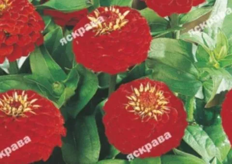 Zinnia Lilliput Red 0.5 g, Flower Seeds, 20 pcs