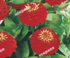 Zinnia Lilliput Red 0.5 g, Flower Seeds, 20 pcs