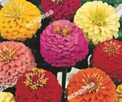 Zinnia Lilliput Mix 0.5 g, Flower Seeds, 20 pcs.