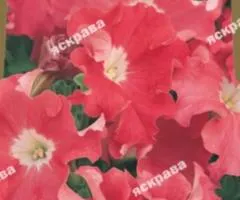 Petunia trailing Lavina Salmon F1 10 seeds in coating, Seeds, 10 pcs