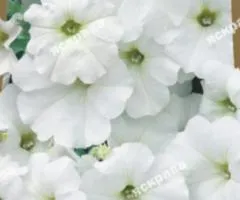 Petunia grandiflora low Angelica F1 10 seeds in shell, Seeds, 10 pcs