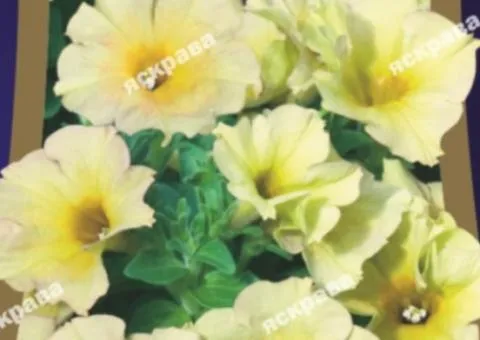 Petunia grandiflora low Berenika F1 10 seeds in shell, Seeds, 10 pcs.