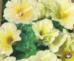 Petunia grandiflora low Berenika F1 10 seeds in shell, Seeds, 10 pcs.