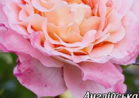English rose 'Tenderness' Class AA, Seedlings, 6 pcs.
