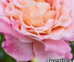 English rose 'Tenderness' Class AA, Seedlings, 6 pcs.